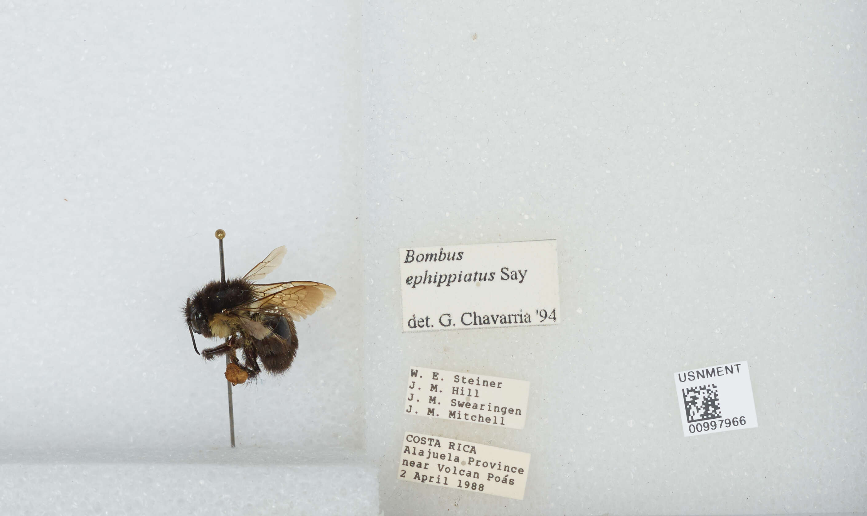 Image of Bombus ephippiatus Say 1837