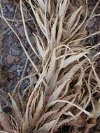 Oenothera cespitosa subsp. navajoensis W. L. Wagner, R. E. Stockhouse & W. M. Klein resmi