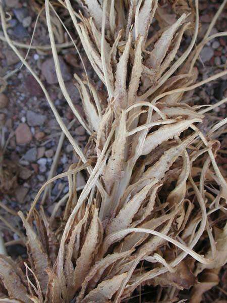 Oenothera cespitosa subsp. navajoensis W. L. Wagner, R. E. Stockhouse & W. M. Klein resmi