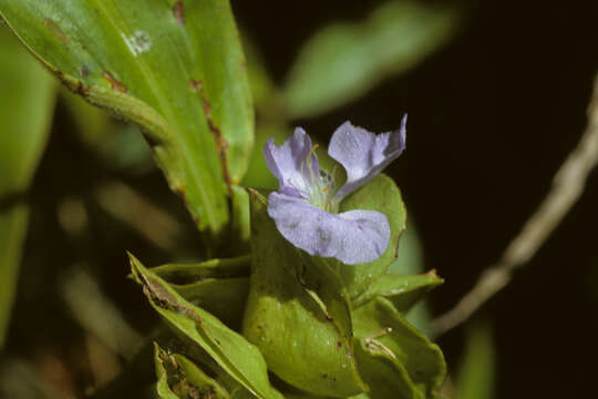 Image de Commelina virginica L.