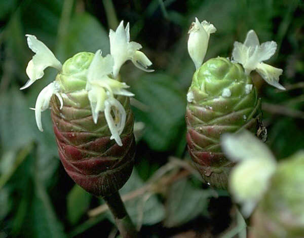 Image of Shampoo Ginger