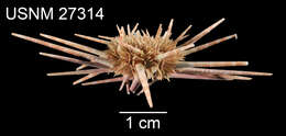 Image of Hawaiian sea urchin