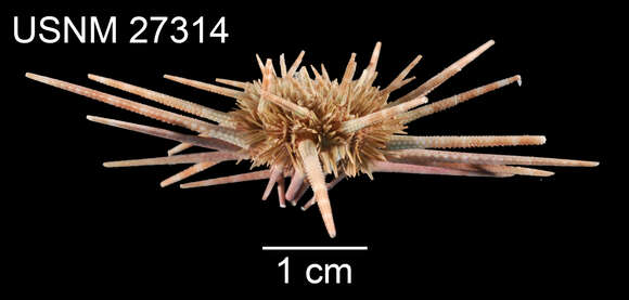 Image de Prionocidaris hawaiiensis (A. Agassiz & H. L. Clark 1907)