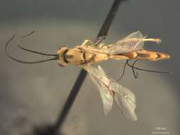 Image of Temelucha kanensis Dasch 1979