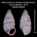 Image of Macroceramus claudens baitiquiriensis C. Torre & Bartsch 2008