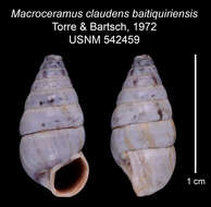 Image of Macroceramus claudens baitiquiriensis C. Torre & Bartsch 2008