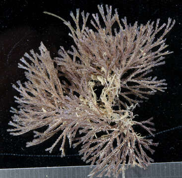 Image of Brown bryozoan