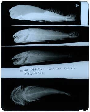 Image of Cottus reinii Hilgendorf 1879