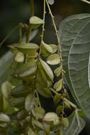 Image of Dioscorea Plum. ex L.