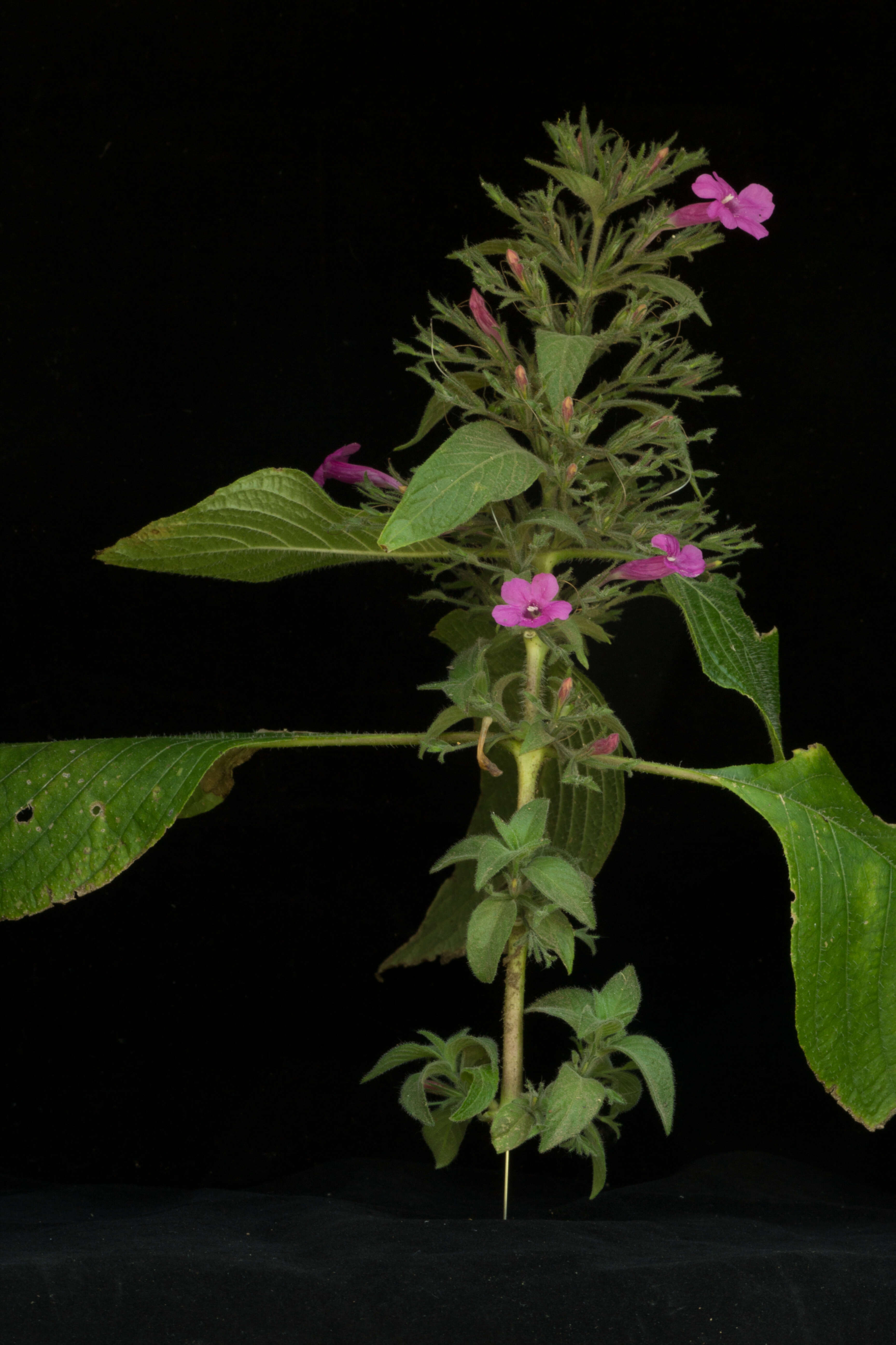 Image of Ruellia inundata Kunth