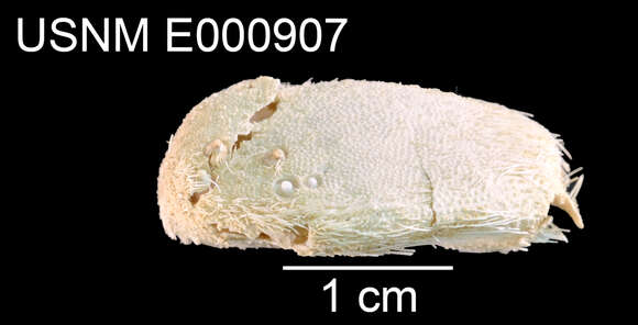 Pseudolovenia A. Agassiz & H. L. Clark 1907 resmi