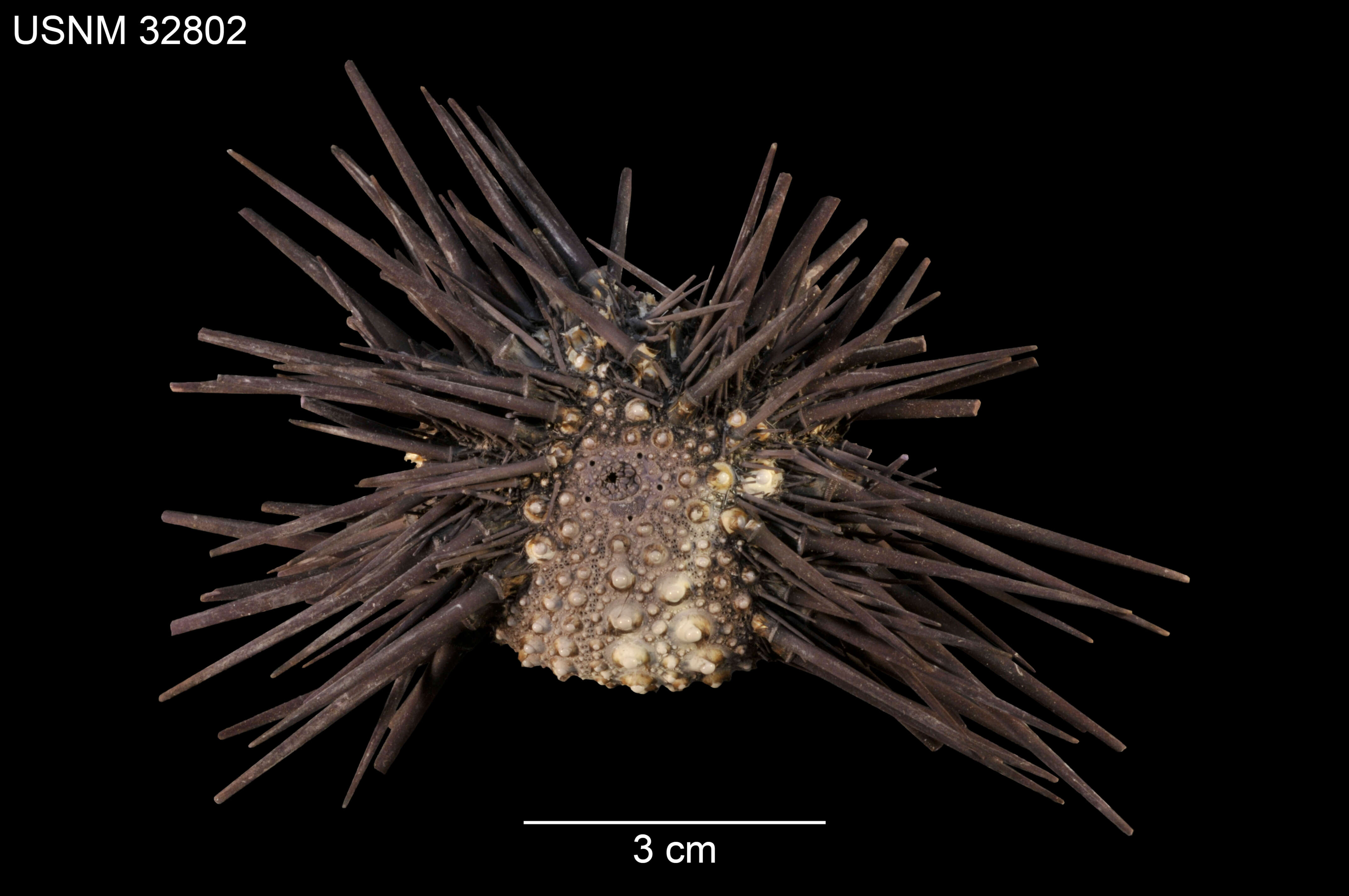 Image of Echinometra insularis H. L. Clark 1912