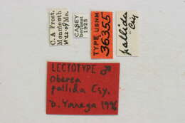 Image of Oberea pallida Casey 1913