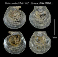 صورة Pecten randolphi Dall 1897