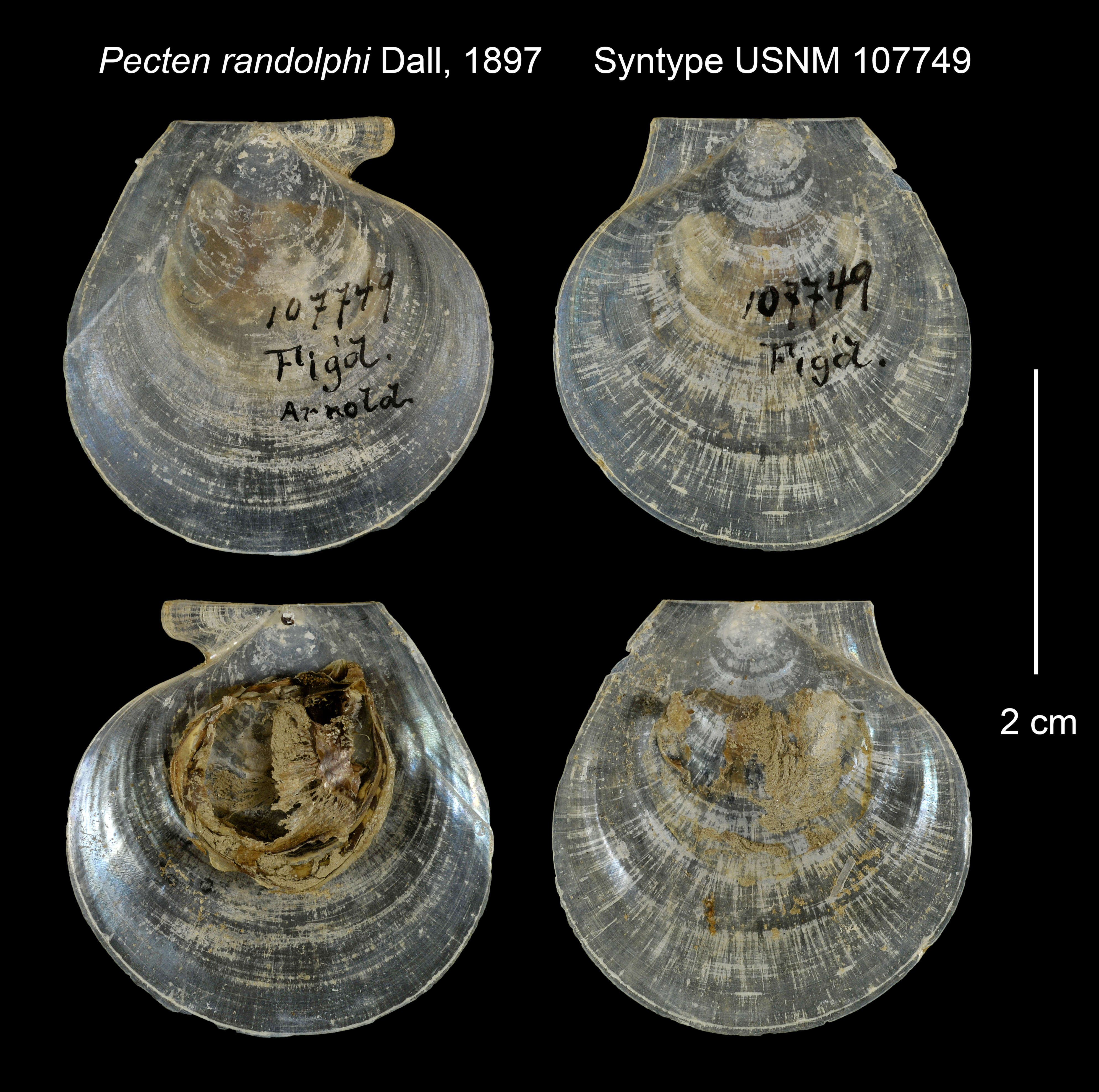 صورة Pecten randolphi Dall 1897