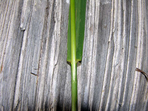 Image of smooth brome