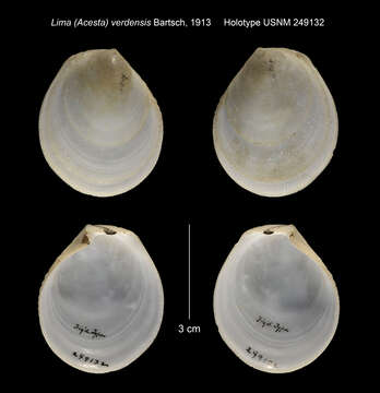 Image of Acesta verdensis (Bartsch 1913)