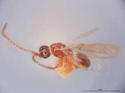 Image of Spilomicrus