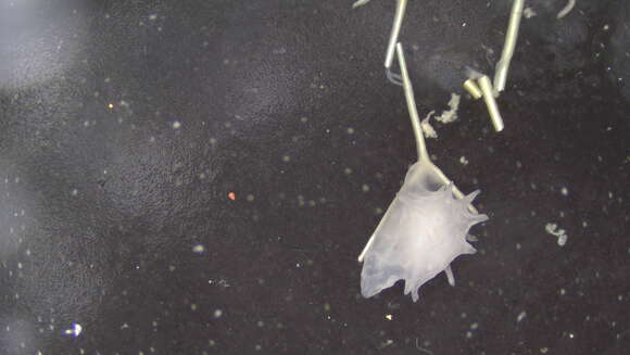 Image de Dendrogastrida