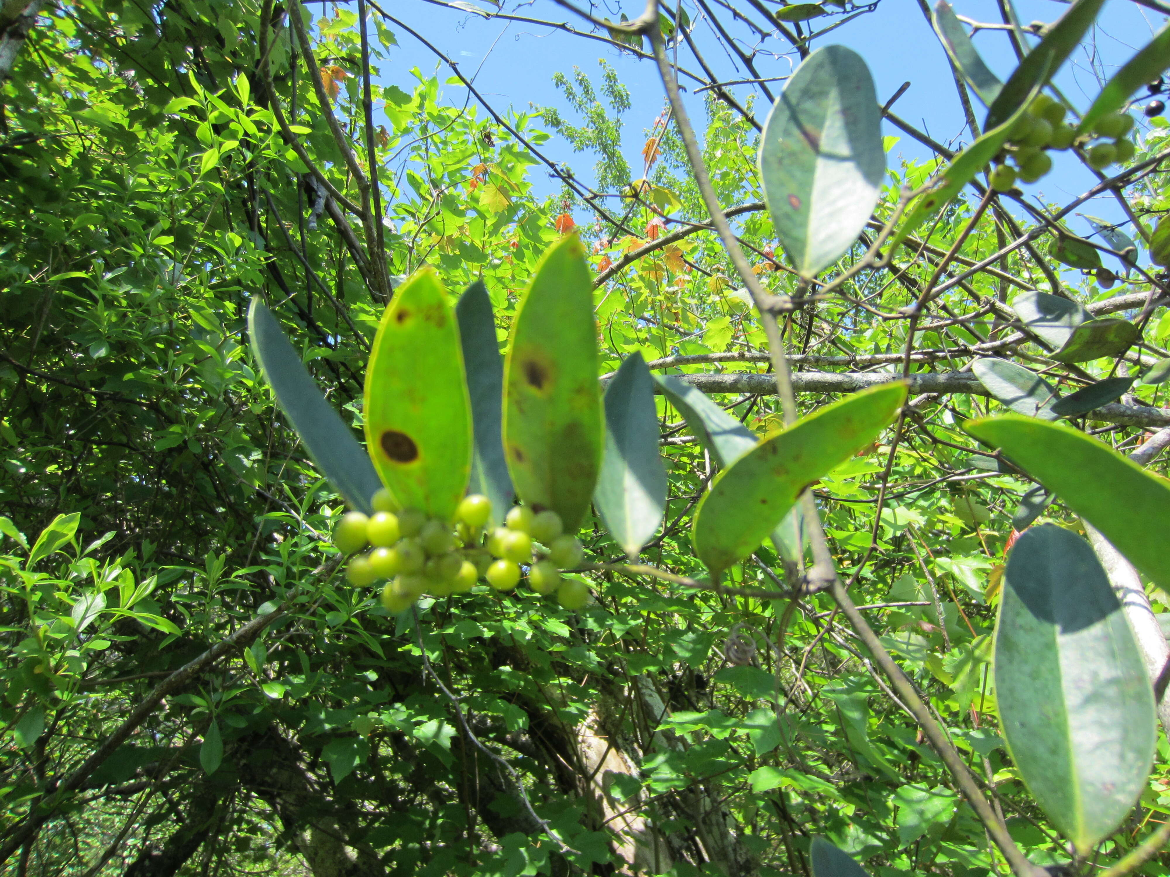 Imagem de Smilax laurifolia L.