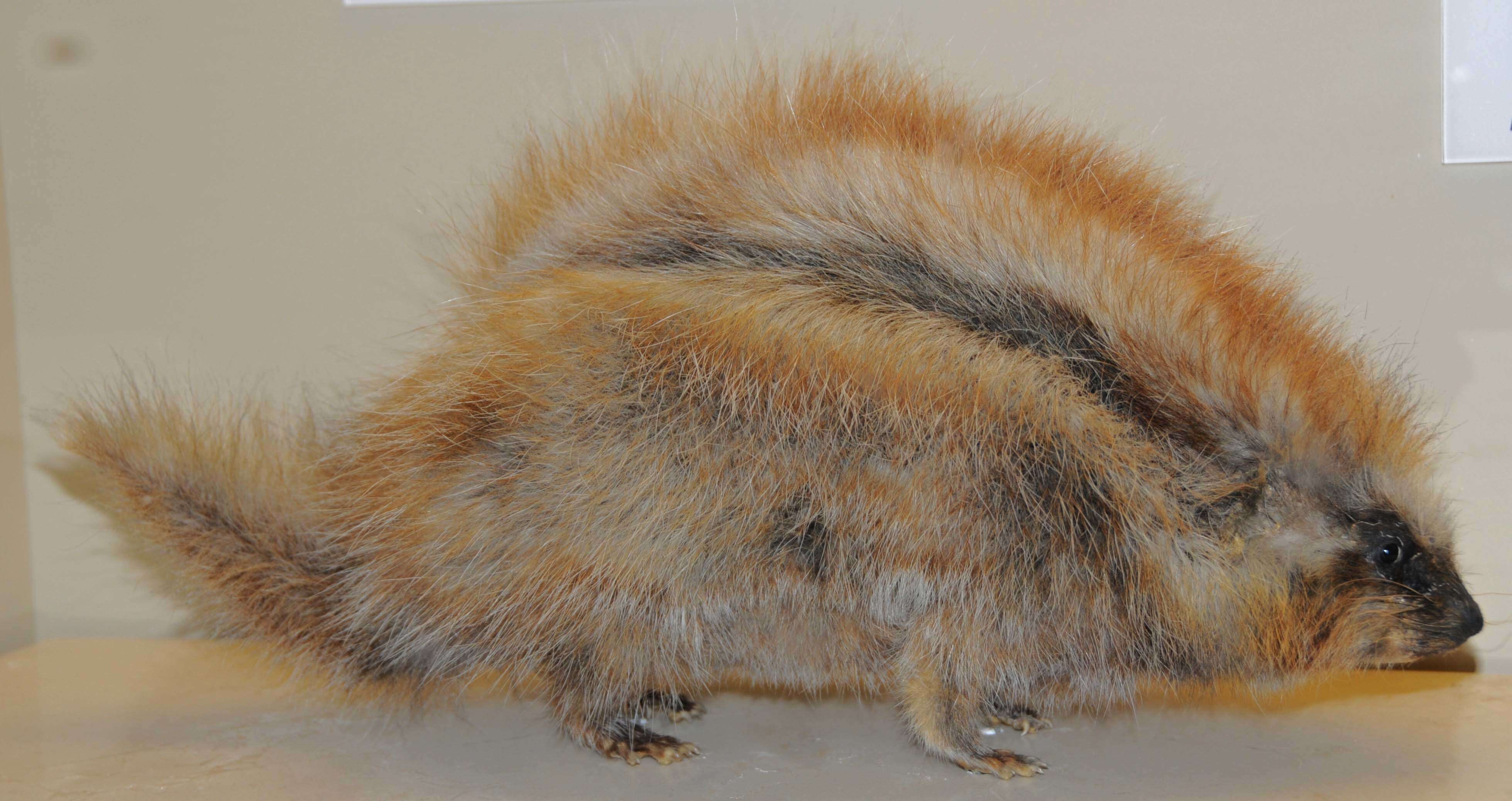 Image of crested rat