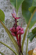 Image of hairy banana