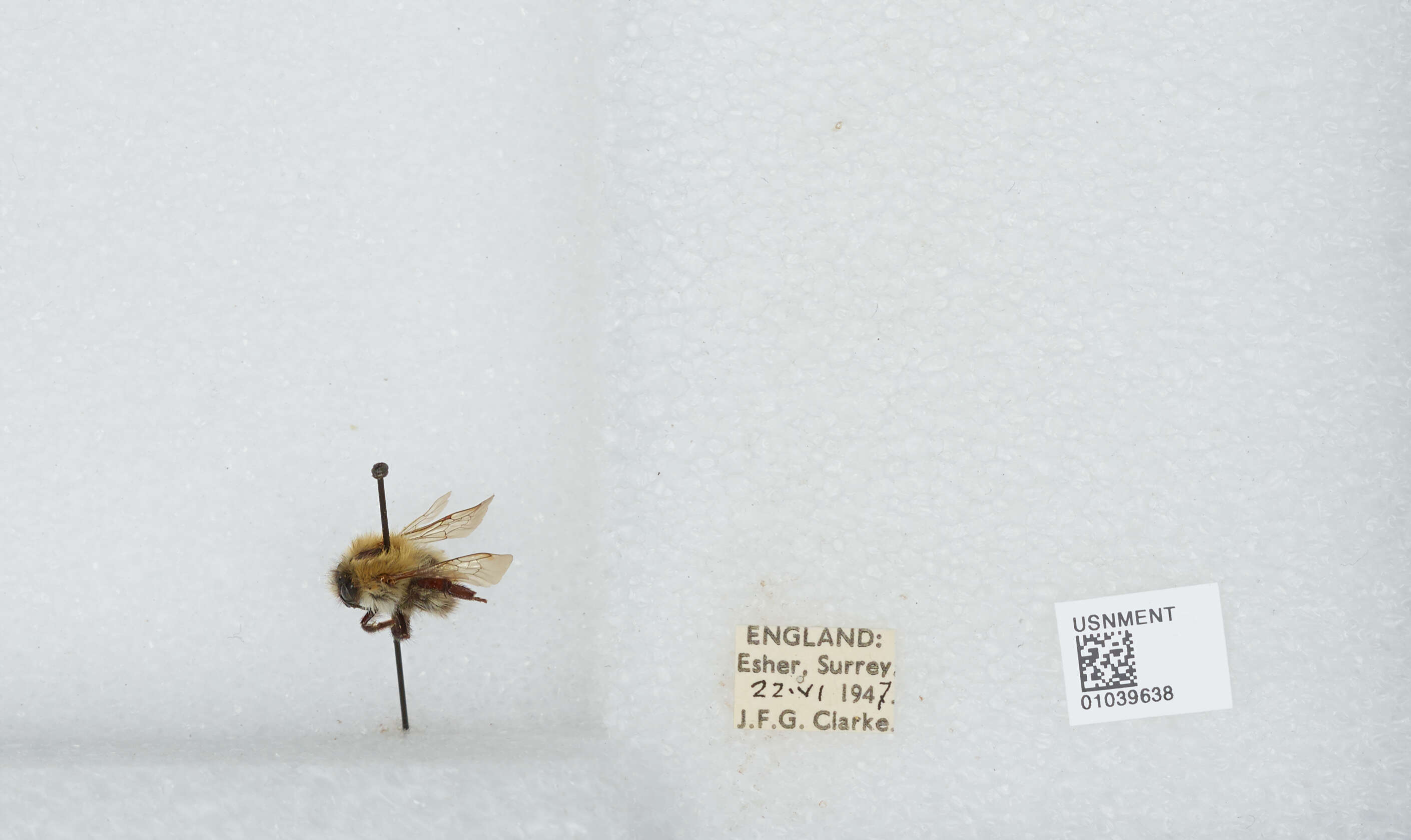 Image of Common carder bumblebee