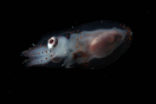 Слика од Callistoctopus macropus (Risso 1826)