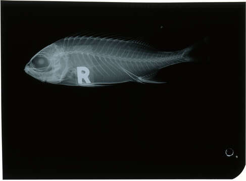 Image of Longspine Squirrelfish