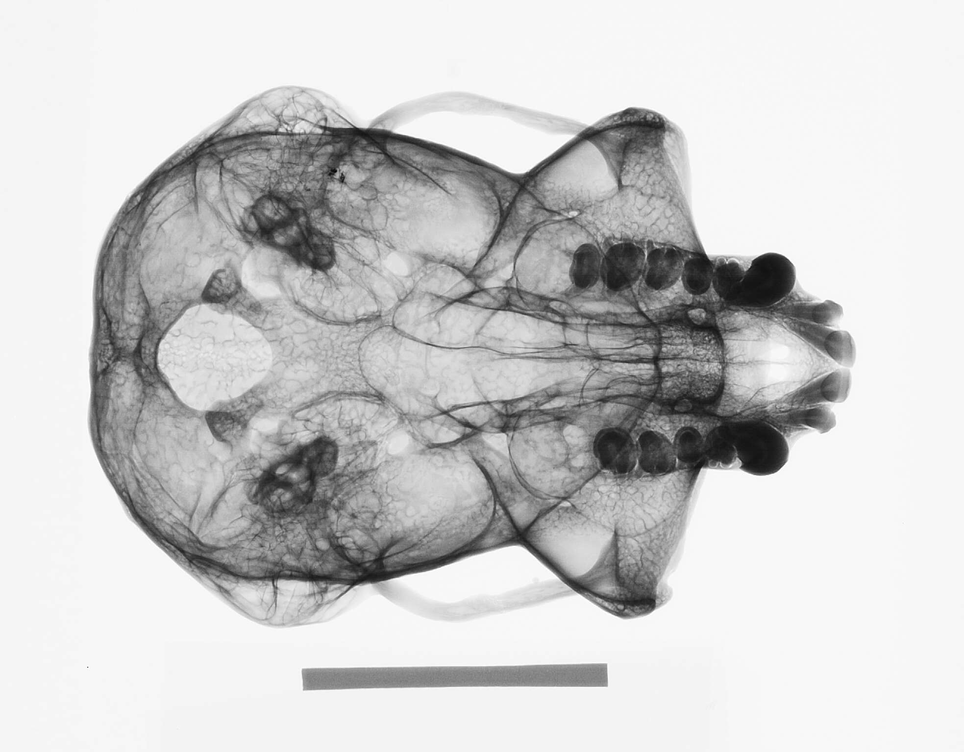 Image de Hylobates lar vestitus Miller 1942