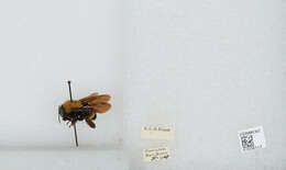 Image of Bombus steindachneri Handlirsch 1888