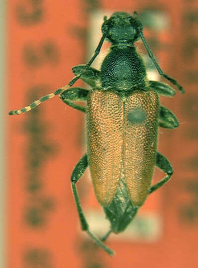 Image of Brachyleptura champlaini Casey 1913