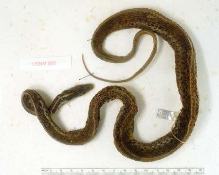 Image of Sierra Gartersnake