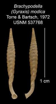 Imagem de <i>Brachypodella modica</i> Torre & Bartsch