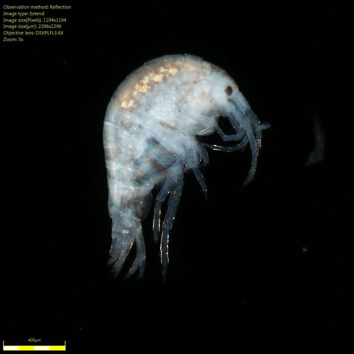 Image of Amphipoda