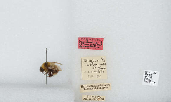 Image of Bombus jonellus (Kirby 1802)