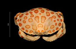 Image of Calico Crab