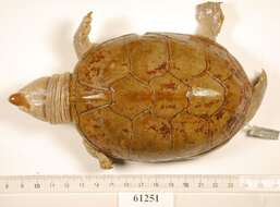 Image of Herrara’s Mud Turtle