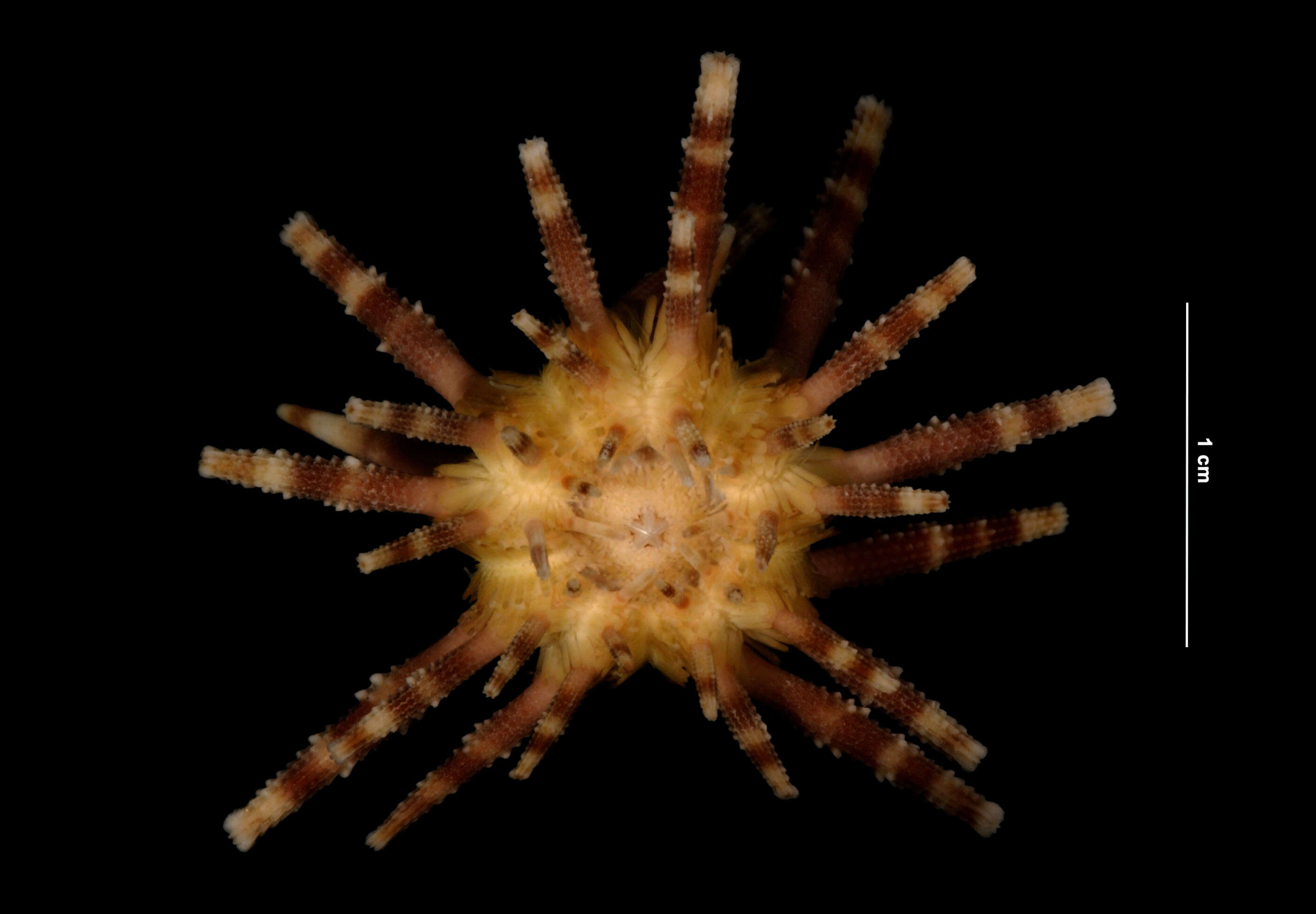 Image of slate pencil urchin