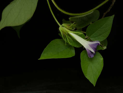 Image of whiteedge morning-glory