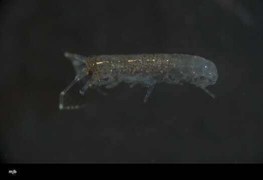 Image of Amphipoda