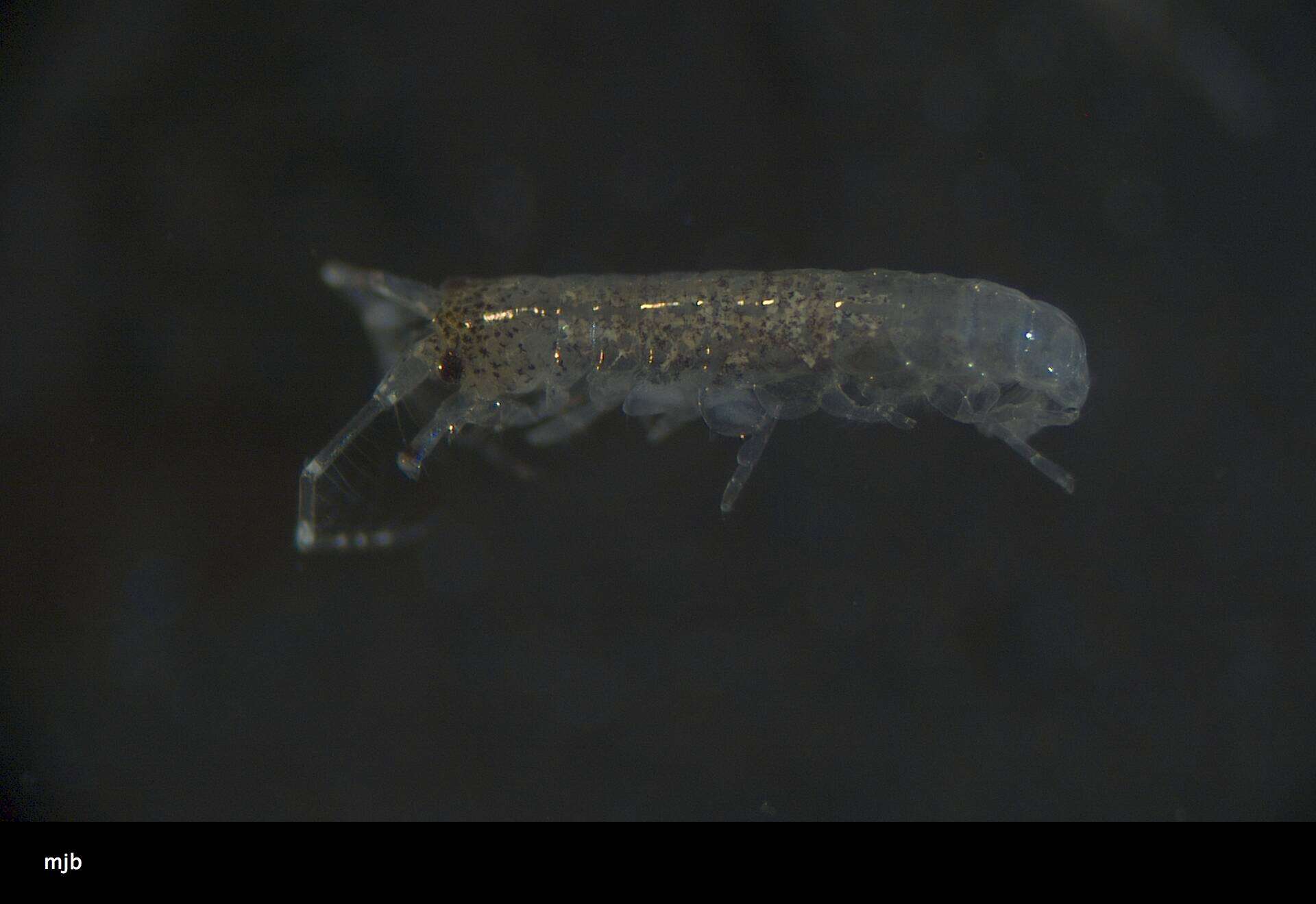 Image of Amphipoda