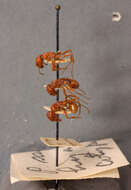 Image of Pogonomyrmex Mayr 1868