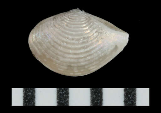 Image of Concentric Nut Clam