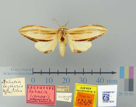 Image of Arhacia lignaris Schaus 1911