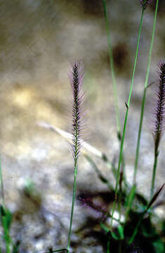 Слика од Perotis hordeiformis Nees ex Hook. & Arn.