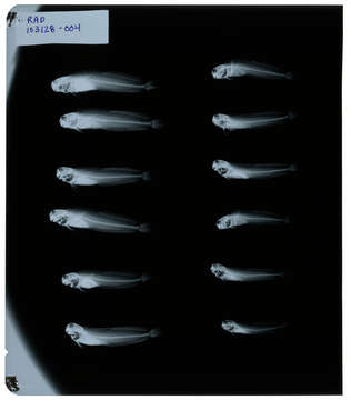 Image of Istiblennius edentulus (Forster & Schneider 1801)