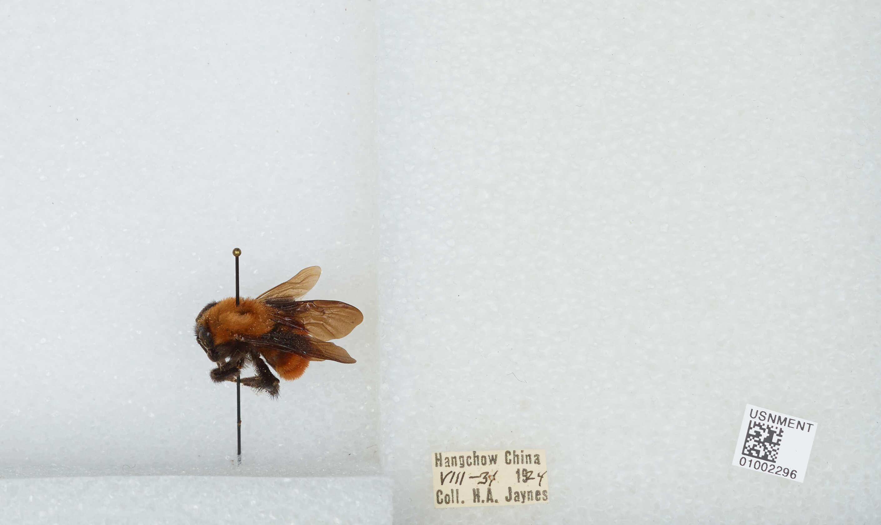 Image of Bombus atripes Smith 1852