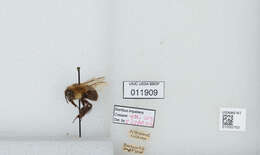 Image of Common Eastern Bumblebee