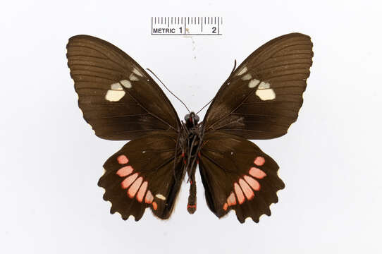 Image of Parides iphidamas (Fabricius 1793)